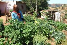 الفلاحة… صغار الفلاحين خارج العدالة