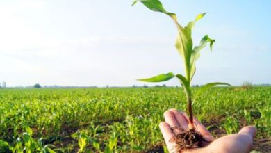 التنافسية المستدامة: حين تفضح الأرقام إفلاس النموذج التنموي