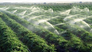 مبيدات قاتلة بتراخيص رسمية: من يحمي صحة المغاربة؟