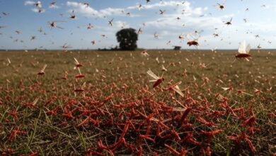 استنفار قصوى بالمغرب تحسباً لاجتياح الجراد الصحراوي للمناطق الفلاحية