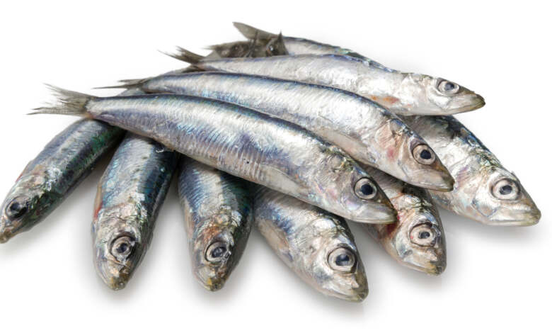 السردين اللي كان “عشانا” ولى “حلمنا”.. خيرنا كياكلو غيرنا!