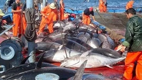 المغرب يخصص لروسيا حصة صيد بـ54 ألف طن مقابل 5.58 ملايين دولار في السنة الأولى المغرب يخصص لروسيا حصة صيد بـ54 ألف طن مقابل 5.58 ملايين دولار في السنة الأولى