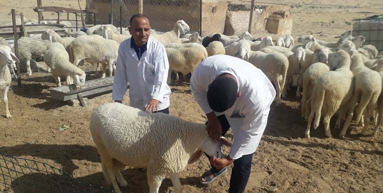 وزارة الفلاحة تبدأ مراقبة إناث الماشية تمهيداً لصرف الشطر الثاني من الدعم