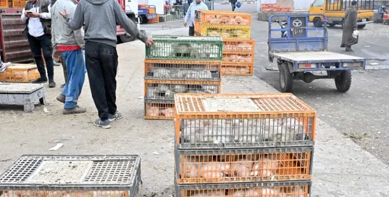 ارتفاع أسعار الدجاج قبل العيد… السوق تحت ضغط الطلب، لكن الأزمة أعمق من “الشناقة”